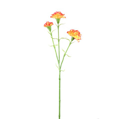 Carnation Flower Orange red spray 3 flowers