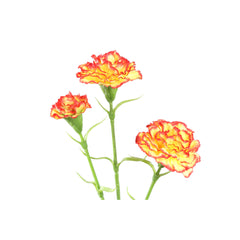 Carnation Flower Orange red spray 3 flowers