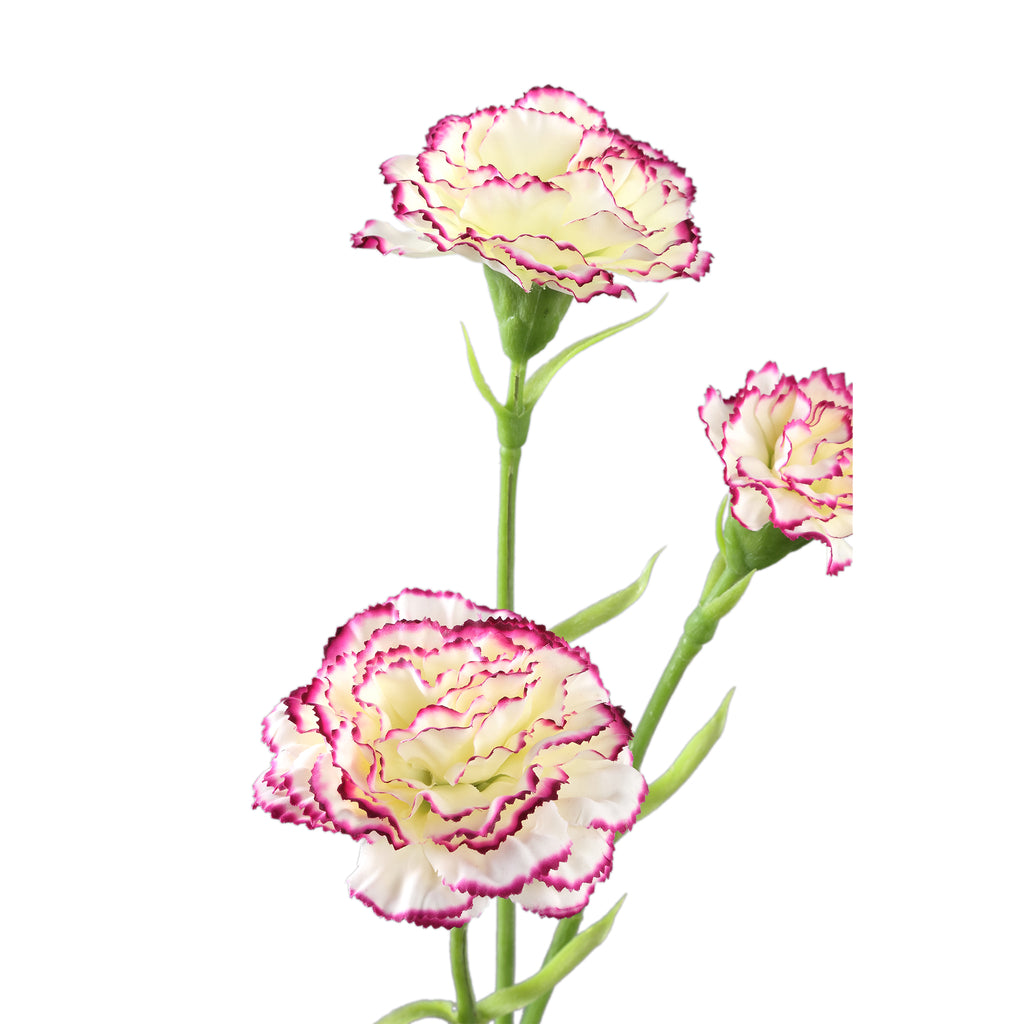 Carnation Flower White purple spray 3 flowers