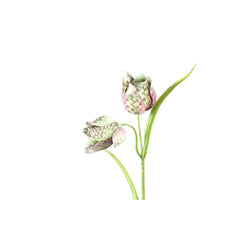 Garden Flower Green fritillaria spray with leaves