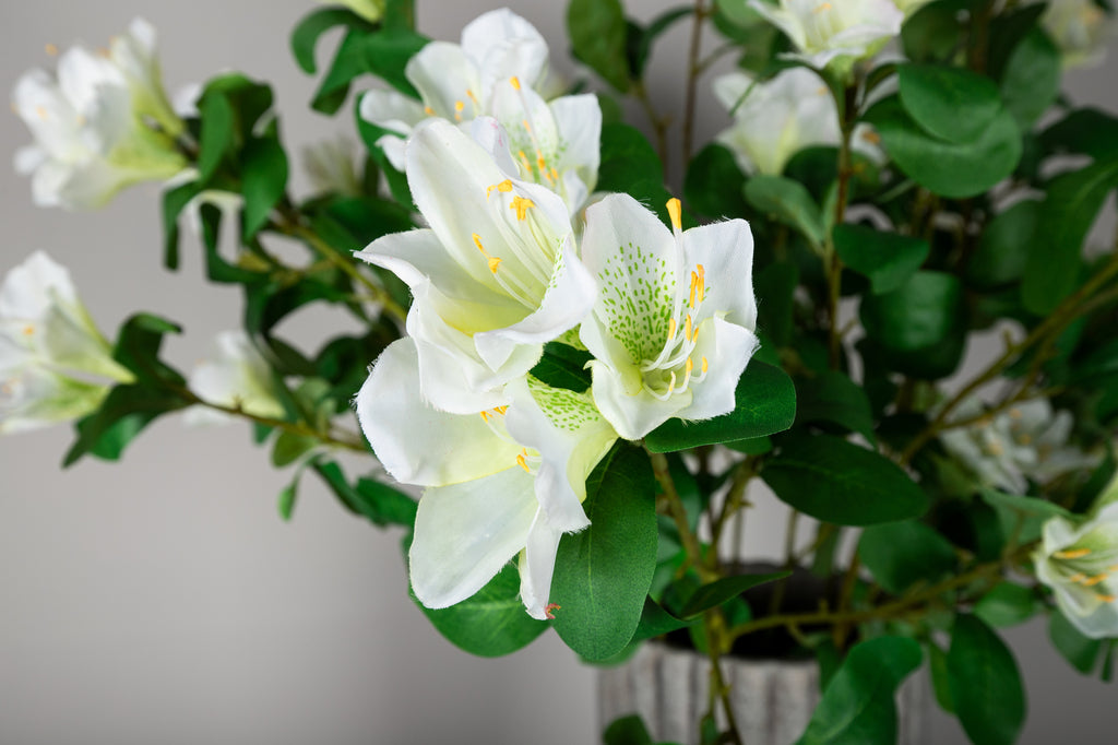 Garden Flower white azalea with leaves