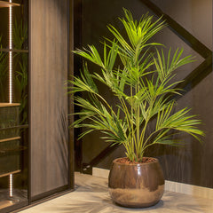 Kentia Palm