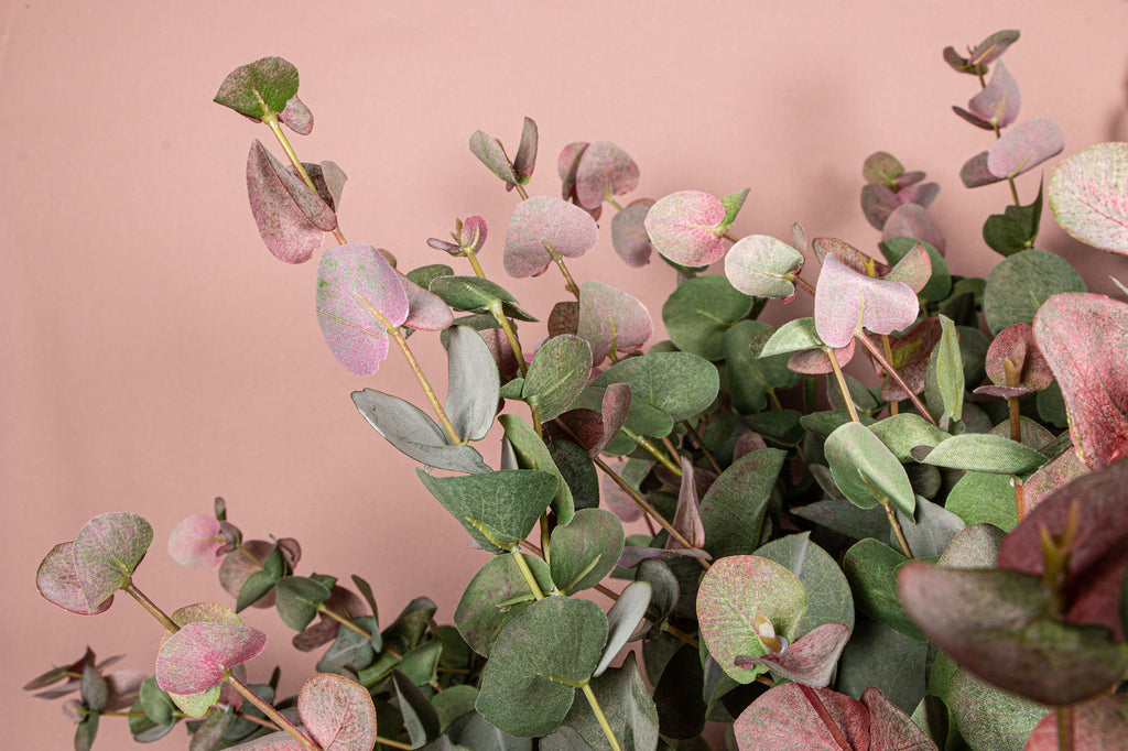 leaves plant green eucalyptus pink leaves