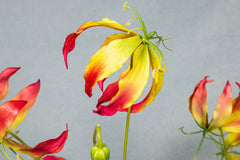 Lily Flower red and yellow gloriosa S