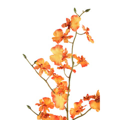 Orchid Flower orange dancing orchid spray