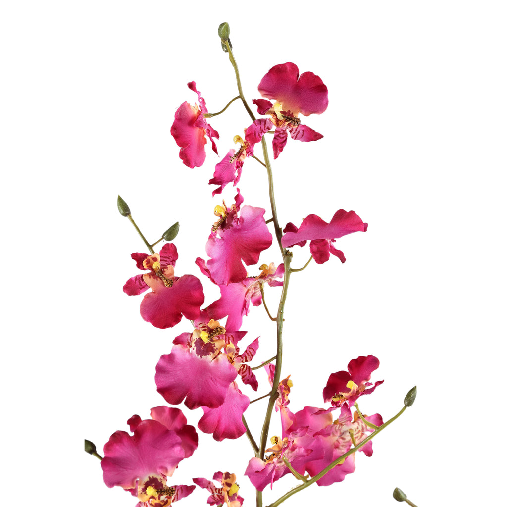 Orchid Flower pink dancing orchid spray