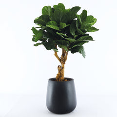 Pax M Zwart gevuld met Ficus H125