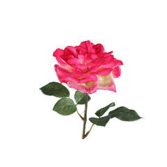 Rose Flower birght pink rose spray with leaves